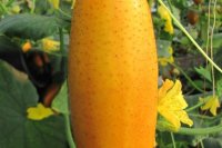 Venlo'er Export, rijpe vrucht (CGN, 2013)