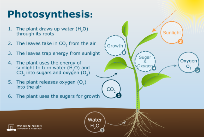 Schema Fotosynthese reactie