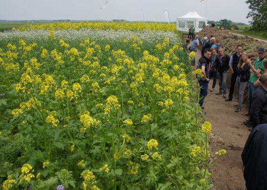 groenbemesters vergelijken.JPG