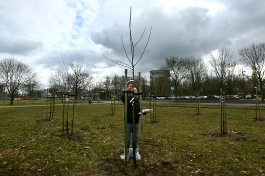 Willem van Dooijeweert, collectiebeheerder vruchtgroenten CGN, is bezig met de inventarisatie van de pas geplante appelbomen op de campus. (Foto: De Gelderlander door Tamara Reijers) Willem van Dooijeweert, collectiebeheerder vruchtgroenten CGN, is bezig met de inventarisatie van de pas geplante appelbomen op de campus. (Foto: De Gelderlander door Tamara Reijers)