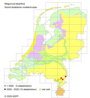 Verspreidingskaart Noord-Aziatische modderkruiper (NDFF, 2025)