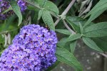 Bloem en bladeren van de vlinderstruik (Buddleja davidii Franch.). Foto: Peter Clarke Wikimedia Commons 2007