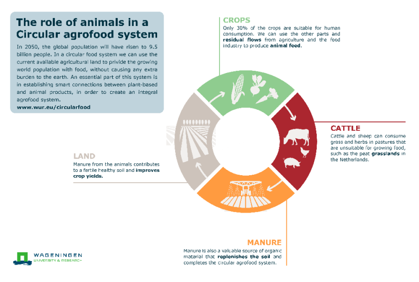 Infographic Circular Agrofood System