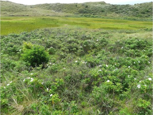 Bestrijding van rimpelroos in natuurgebied Zwanenwater te Callantsoog  