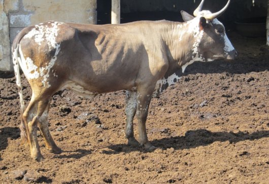 Nguni