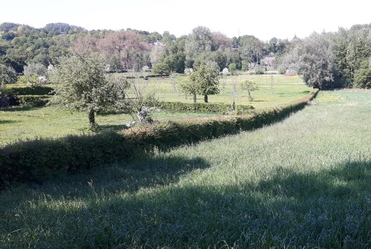 heggen zuid limburg.jpg