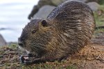 Muskusrat (Ondatra zibethicus) (Foto: Alexander Klink, Wikimedia Commons, 2016)