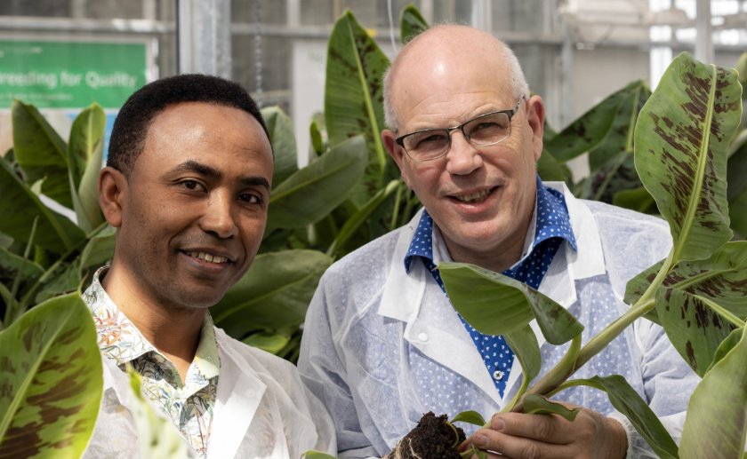 Bananenonderzoek1.jpg Bananenonderzoek1.jpg