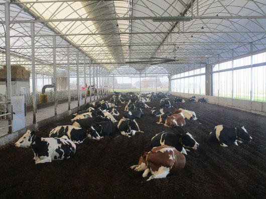 Visit of farm Pieter Koonstra, Derde Schansweg 17, 7739 PP Vinkenbuurt, The Netherlands