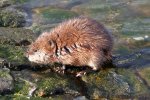 Muskusrat (Ondatra zibethicus) (Foto: Hannes Grobe, Wikimedia Commons, 2010)