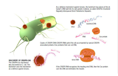 The CRISPR-Cas mechanism was discovered in E. col. This bactterium uses the mechanism as a defence against viruses.