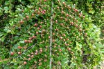 Tak met bessen van vlakke dwergmispel (Cotoneaster horizontalis) (Foto: Wilde-planten.nl, 2022)