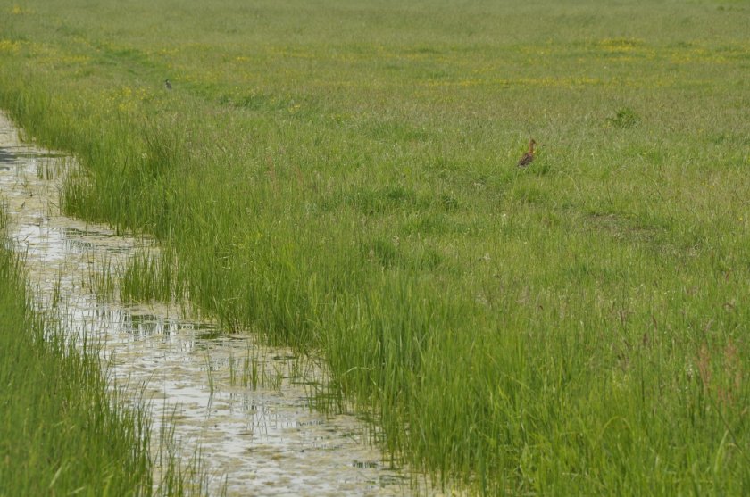 'Bepaalde "onproductieve" landschapselementen zijn verplicht. Natuurvriendelijke oevers bijvoorbeeld, waar kuikens van weidevogels kunnen schuilen.'