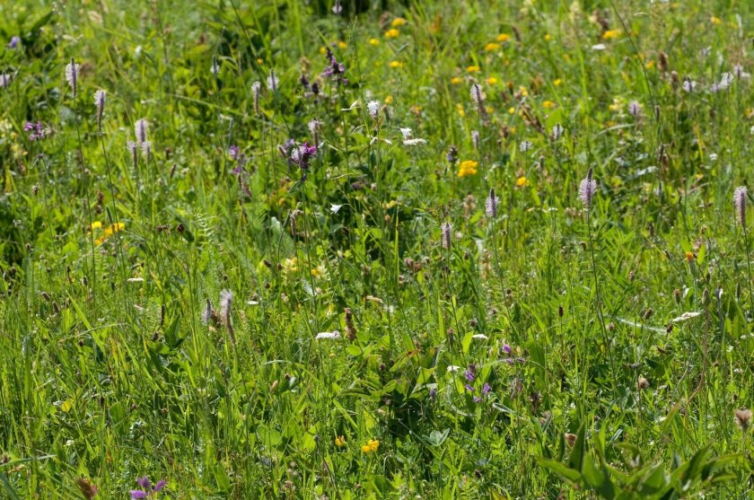 The richest vascular plant community ever recorded on Earth at the 10-m2 grain size, 115 species. It is a semi-natural, meso-xeric grassland near Cluj-Napoca, Transylvania, Romania (Photo: J. Dengler)