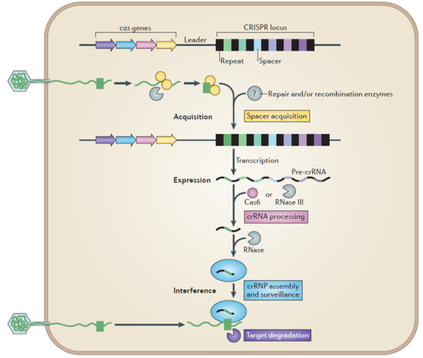 CRISPR mechanisme.png CRISPR mechanisme.png