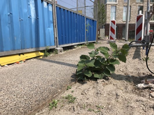 Japanse duizendknoop groeit op eenbouwplaats