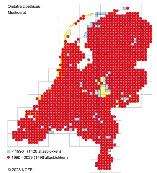 Verspreidingskaart Muskusrat
