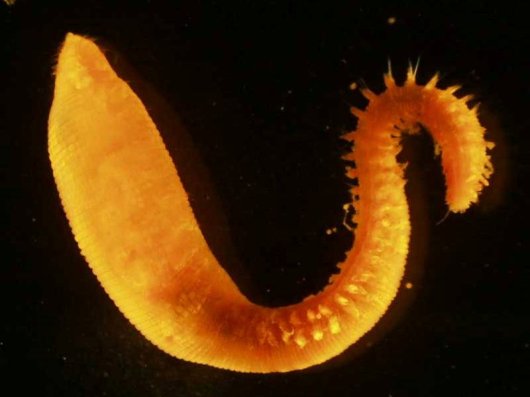 Polychaete worms Scalibregma inflatum  &copy; Hilmar Hinz