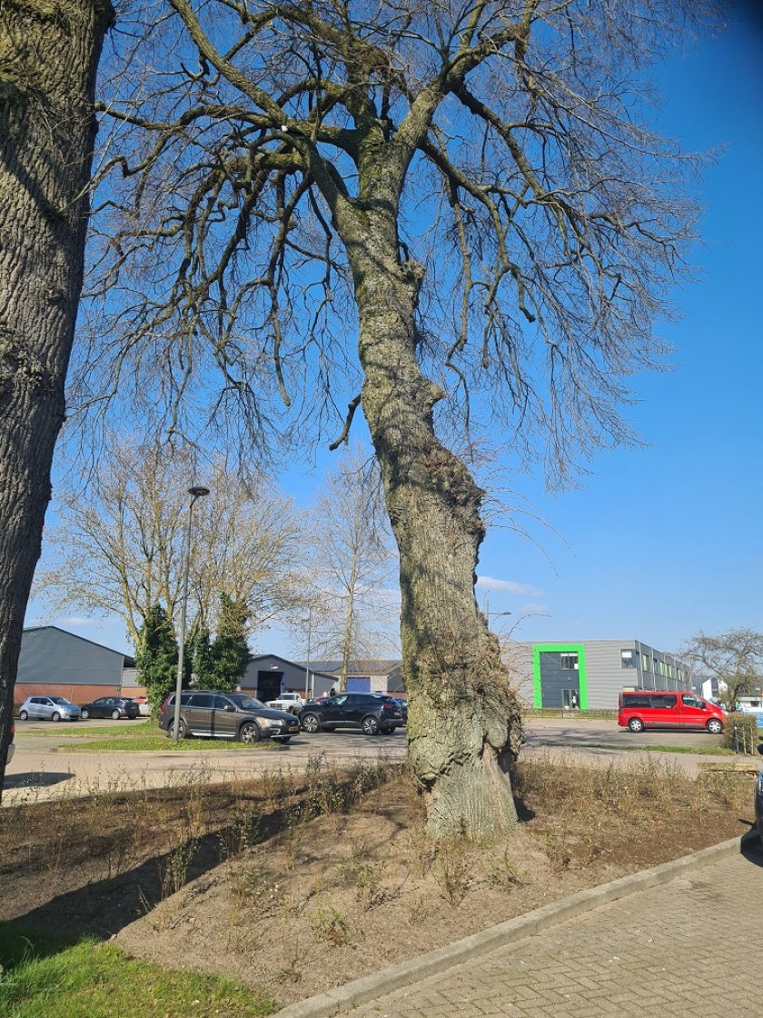 Monumental linden Monumental linden