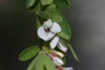 Close up bloem Chinese struikklaver (Lespedeza cuneata) (Foto: Wikimedia Commons, Dalgial, 2010