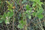 Zwarte appelbes (Aronia × prunifolia) (Foto: Ryan Hodnett, CC BY-SA 4.0)