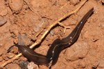 Nieuw-Guineese landplatworm (Foto: Sugiura, Wikimedia Commons, 2009) 