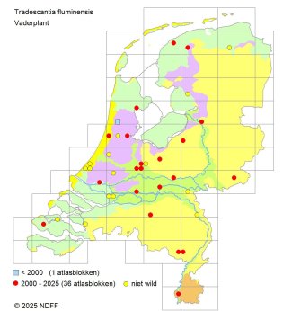 Verspreidingskaart Vaderplant (NDFF 2025)