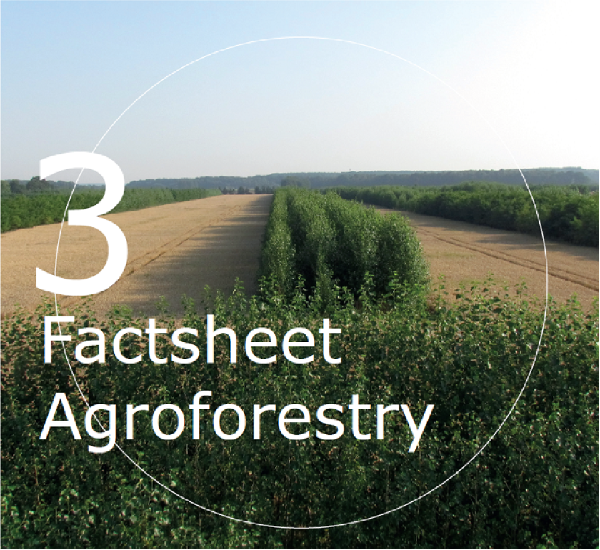 Klimaatcompensatie met agroforestry, wat is mogelijk?