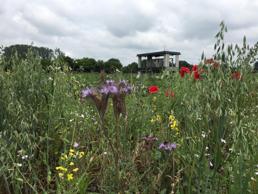 Flower border at the Velhorst estate.