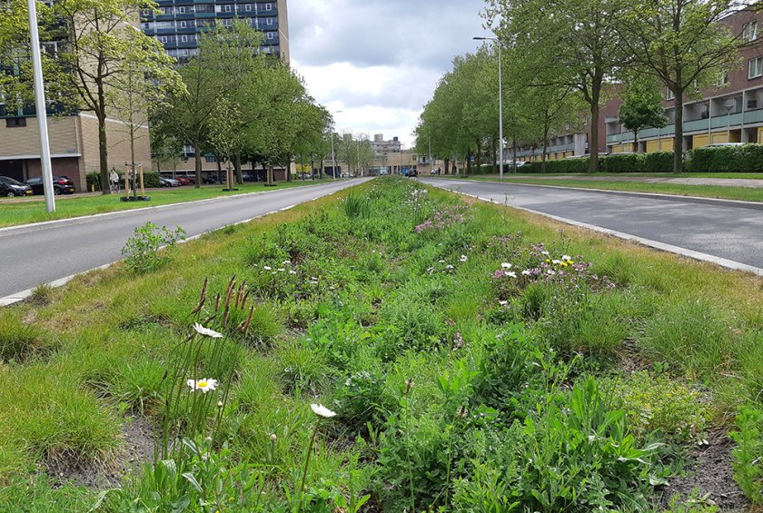 Brede grasstrook langs de weg voor wateropvang en kansen voor biodiversiteit