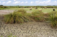 Print version 300 DPI-shutterstock_148679750_NL_droogte_schapen.jpg