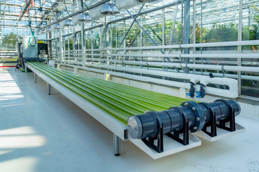 Algenkweekunit in Wageningen - foto: INTREEGUE Photography/Shutterstock Algenkweekunit in Wageningen - foto: INTREEGUE Photography/Shutterstock