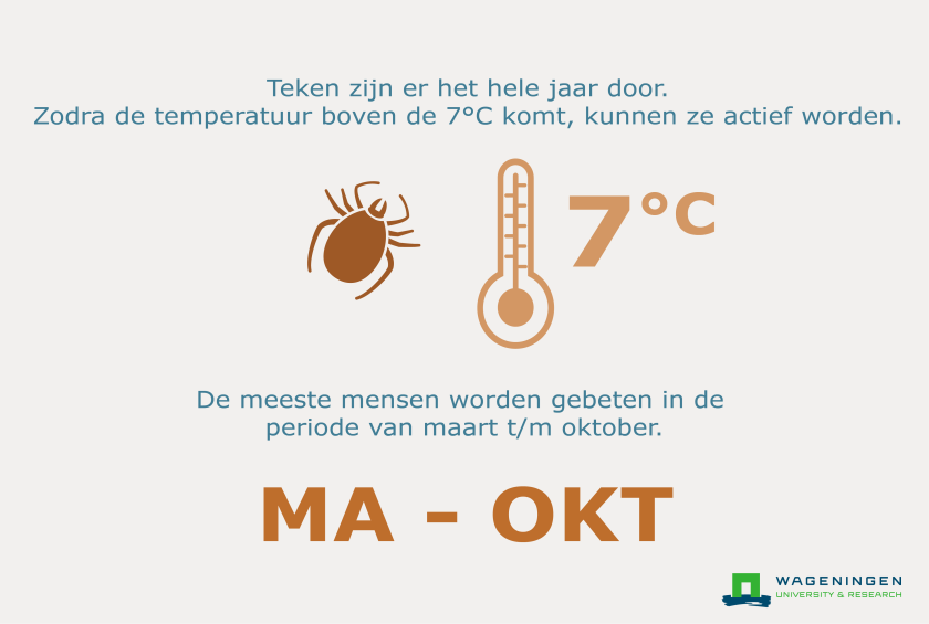 teken hele jaar actief boven temperatuur van 7 graden. tekenbeten tussen maart en oktober